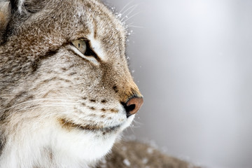 Lynx Portrait (Lynx Lynx)