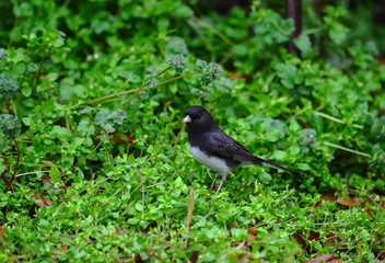 Male Dark-Eyed Junco in Wet Vegitation on Rainy Day