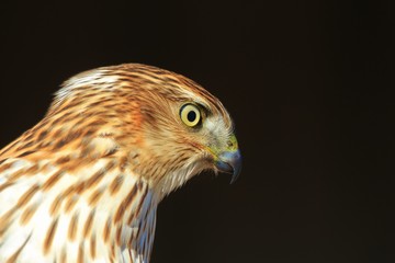 Fototapeta premium Cooper's Hawk Juvenile - Golden Eye of Power