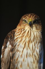 Cooper's Hawk Juvenile - Golden Eye of Power