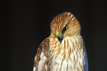 Cooper's Hawk Juvenile - Golden Eye of Power