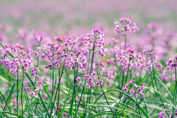 ラッキョウの花