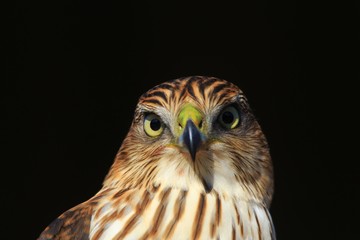 Cooper's Hawk Juvenile - Golden Eye of Power