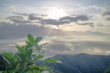 Green leaves sky clouds in the morning.