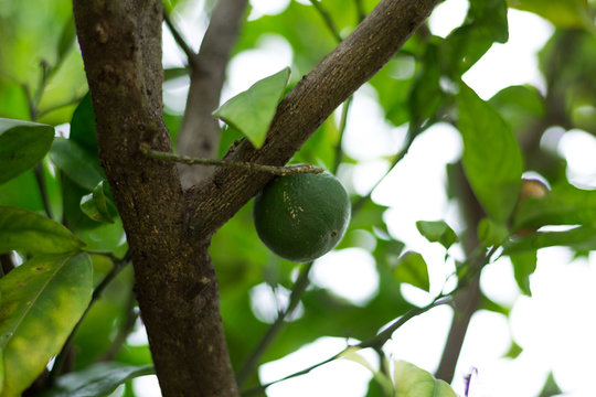 Laranja verde 