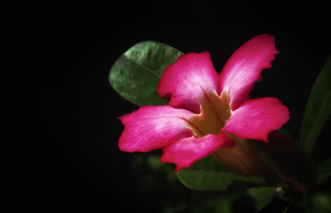 adenium flower