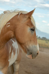 Light brown horse up on head