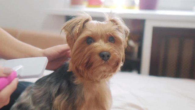 woman brushing her dog lifestyle . dog funny video. girl combing a little shaggy dog pet care. woman using a comb brush Yorkshire Terrier. friendship and care for pets dogs concept