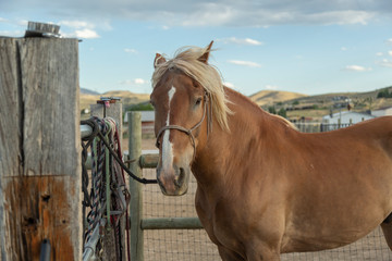 Light brown horse by the fence