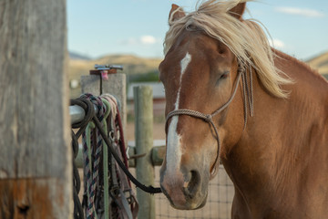 Light brown horse tide to the  fence close up