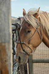 Light brown horse by the fence close up on head