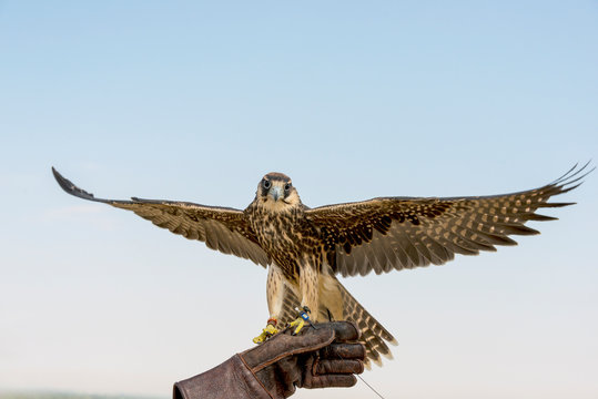 Lanner Falcon lands on falconer's/trainer's glove