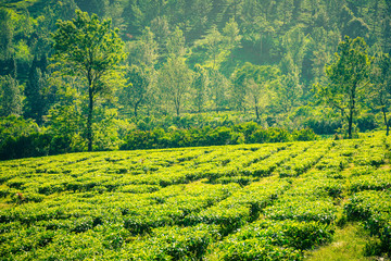 tea plantations with tree as background in near distance in puncak bogor