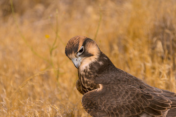 Lanner Falcon portrait/head shot. Close up