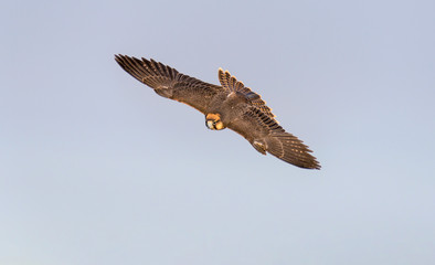 Lanner Falcon in flight