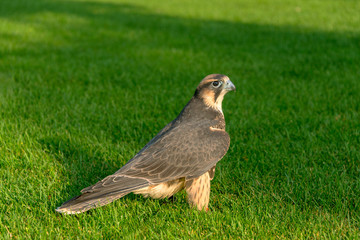 Lanner Falcon stands proudly on the ground. Full body photo