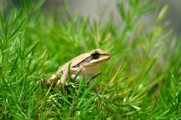 frog in the grass