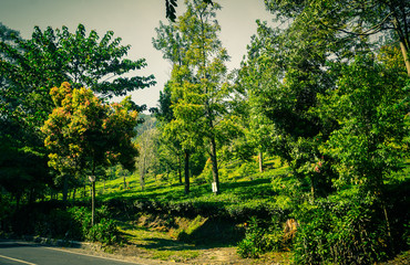an asphalt road with green tree and tea plantations on the side road in puncak bogor