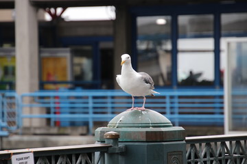 Seagull bird perched on blue and gray steel metal fence post at public pier or wharf. 