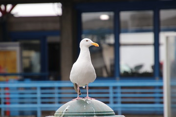 Seagull bird perched on blue and gray steel metal fence post at public pier or wharf. 