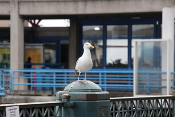 Seagull bird perched on blue and gray steel metal fence post at public pier or wharf. 