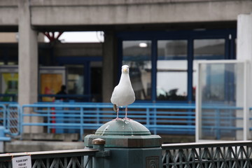 Seagull bird perched on blue and gray steel metal fence post at public pier or wharf. 