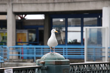 Seagull bird perched on blue and gray steel metal fence post at public pier or wharf. 