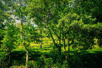 Fototapeta na wymiar bush tree with tea plantations and tree on side road in puncak bogor