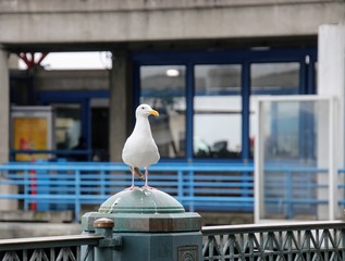 Seagull bird perched on blue and gray steel metal fence post at public pier or wharf. 