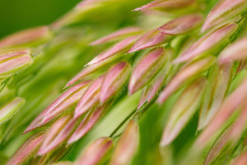 Yorkshire fog Grass (Holcus lanatus)