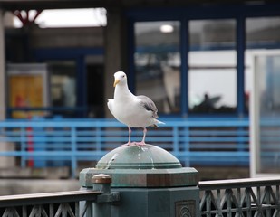 Seagull bird perched on blue and gray steel metal fence post at public pier or wharf. 