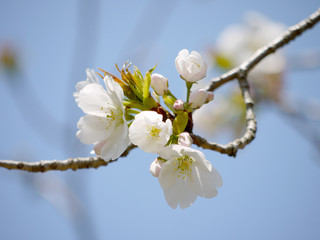 桜