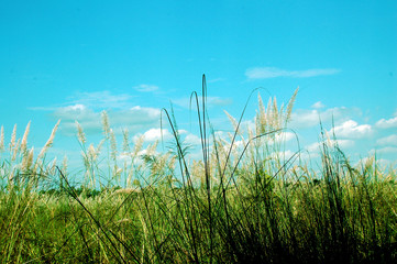 green grass and blue sky