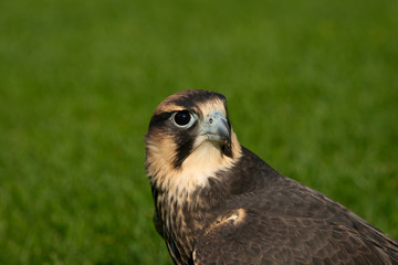 Lanner Falcon portrait/head shot. Close up