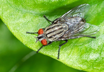 Macro Photo of Housefly on Green Leaf