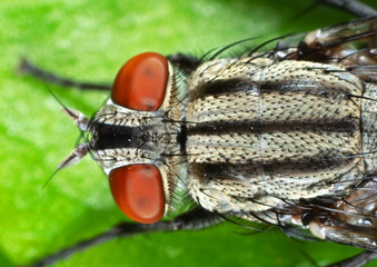 Macro Photo of Housefly on Green Leaf