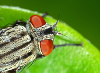 Macro Photo of Housefly on Green Leaf