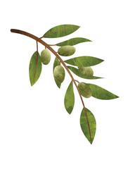 watercolour olive branch