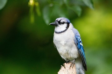 Perched bluejay