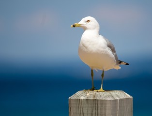 Seagull at the beach