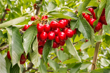 bunch of ripe organic cherries on cherry tree before harvesting
