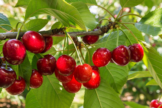 closeup of cherry tree branch with ripe cherries