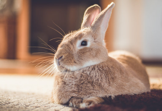 Rufus bunny rabbit relaxes next to shag carpet in warm tones, vintage setting