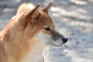 Fototapeta premium 柴犬・横顔