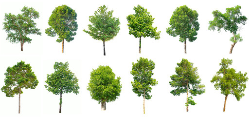 Collection of isolated trees on white background. 