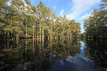 Obraz premium Cypress trees and clouds reflected on the still waters of Fisheating Creek, Florida.