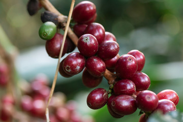 Fresh coffee bean on tree from Thailand garden
