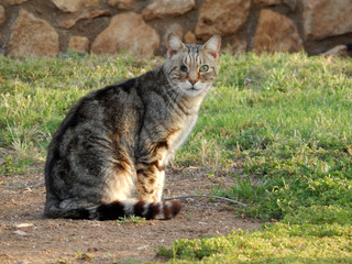 one - eyed cat - veteran cat fighting