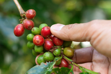 Fresh coffee bean on tree from Thailand garden
