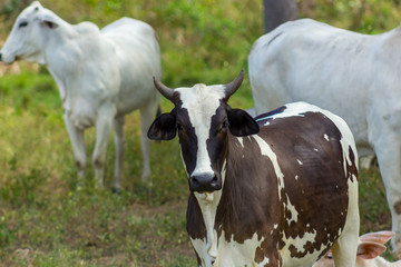 beautiful cow in venezuela